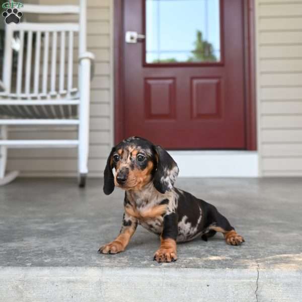 Shela, Dachshund Puppy